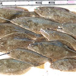 松本釣船２ 釣果