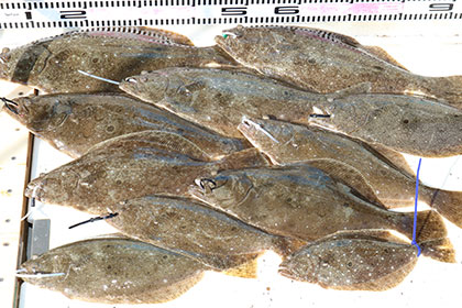 松本釣船２ 釣果