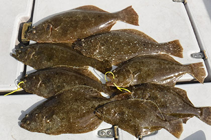 松本釣船２ 釣果