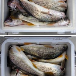 来温丸(らいおんまる) 釣果