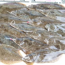 松本釣船２ 釣果