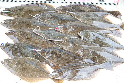 松本釣船２ 釣果