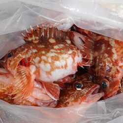 松本釣船２ 釣果