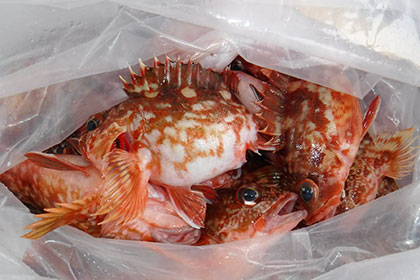 松本釣船２ 釣果