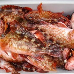 松本釣船２ 釣果