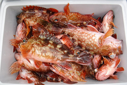 松本釣船２ 釣果