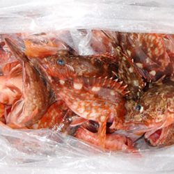 松本釣船２ 釣果