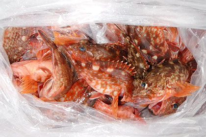 松本釣船２ 釣果