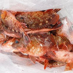 松本釣船２ 釣果