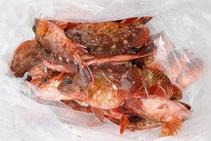 松本釣船２ 釣果