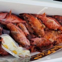 オーフリー 釣果