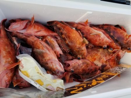 オーフリー 釣果