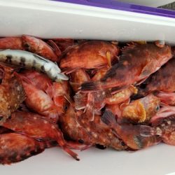 オーフリー 釣果