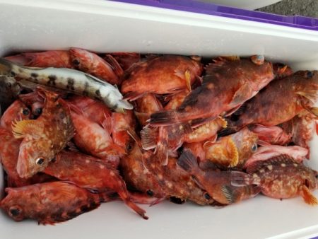 オーフリー 釣果