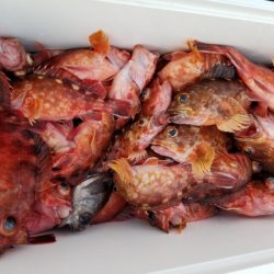 オーフリー 釣果