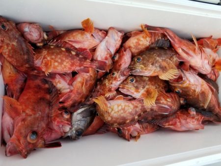 オーフリー 釣果