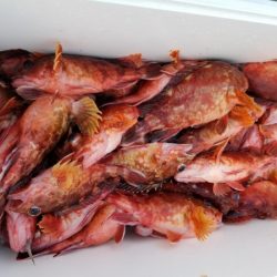 オーフリー 釣果