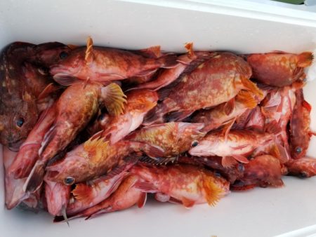 オーフリー 釣果