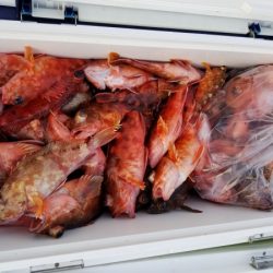 オーフリー 釣果