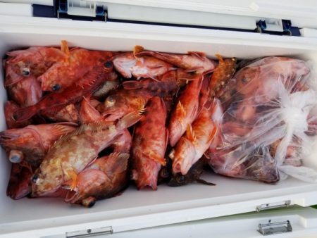 オーフリー 釣果