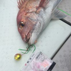 マタウマリンサービス 釣果