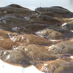 松本釣船２ 釣果