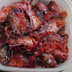 松本釣船２ 釣果