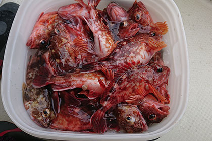 松本釣船２ 釣果