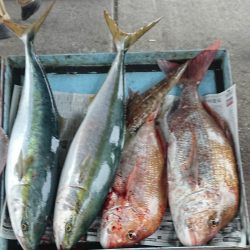 明神釣船 釣果