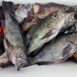 オーフリー 釣果