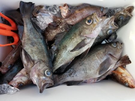 オーフリー 釣果