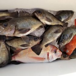 オーフリー 釣果