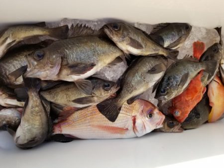 オーフリー 釣果