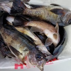 オーフリー 釣果