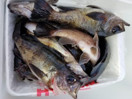 オーフリー 釣果