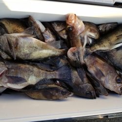 オーフリー 釣果