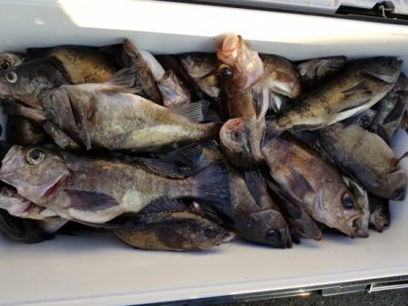 オーフリー 釣果