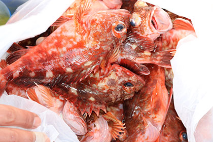 松本釣船２ 釣果