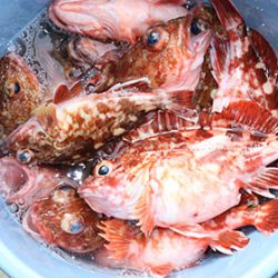 松本釣船２ 釣果