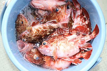 松本釣船２ 釣果