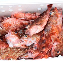 松本釣船２ 釣果