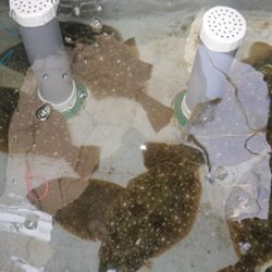 松本釣船２ 釣果