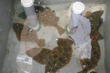 松本釣船２ 釣果