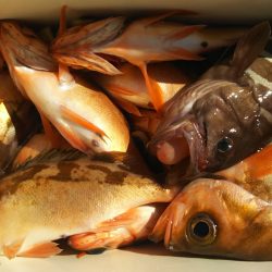 モンロー号 釣果