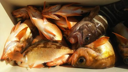 モンロー号 釣果