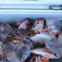 モンロー号 釣果