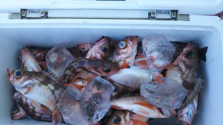 モンロー号 釣果