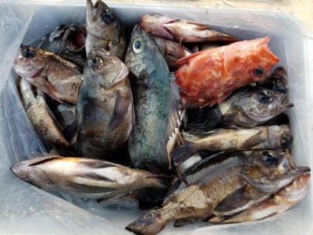 オーフリー 釣果