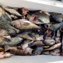 オーフリー 釣果