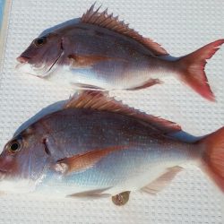 北斗 釣果